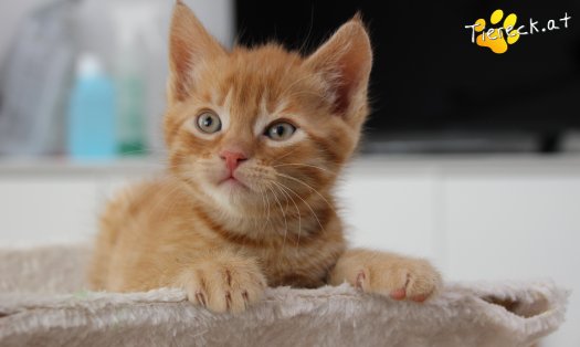Katze Chester (Foto by Tiereck.at - Lavanttaler Tierhilfe)