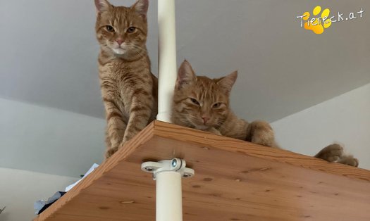 Katze Chester (Foto by Tiereck.at - Lavanttaler Tierhilfe)