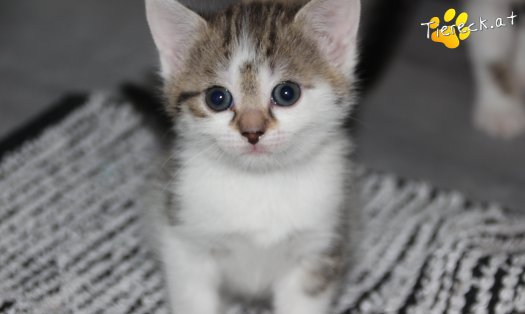 Katze Bibi (Foto by Tiereck.at - Lavanttaler Tierhilfe)