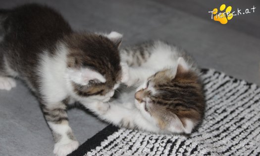 Katze Bibi (Foto by Tiereck.at - Lavanttaler Tierhilfe)