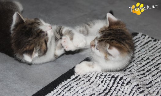 Katze Bibi (Foto by Tiereck.at - Lavanttaler Tierhilfe)