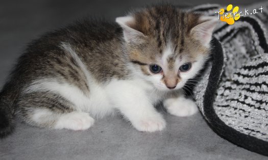 Katze Bibi (Foto by Tiereck.at - Lavanttaler Tierhilfe)