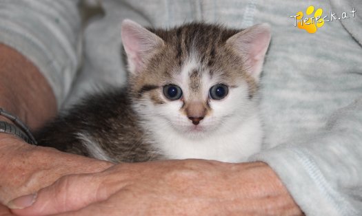 Katze Bibi (Foto by Tiereck.at - Lavanttaler Tierhilfe)