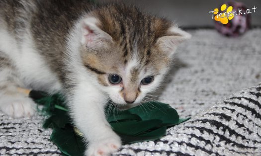 Katze Bibi (Foto by Tiereck.at - Lavanttaler Tierhilfe)