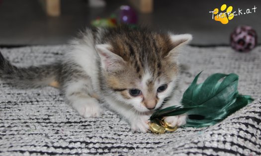 Katze Bibi (Foto by Tiereck.at - Lavanttaler Tierhilfe)