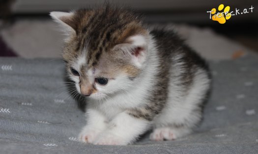Katze Bibi (Foto by Tiereck.at - Lavanttaler Tierhilfe)