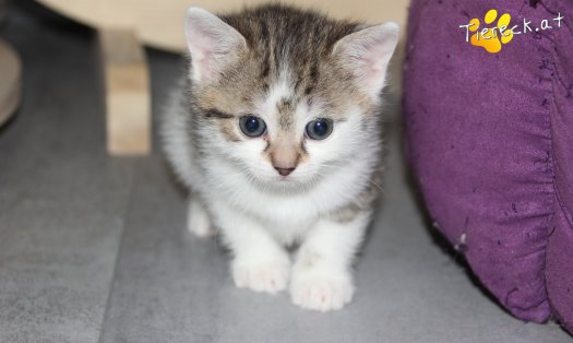 Katze Bibi (Foto by Tiereck.at - Lavanttaler Tierhilfe)