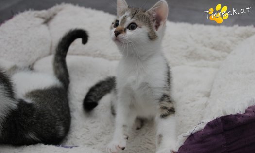 Katze Bibi (Foto by Tiereck.at - Lavanttaler Tierhilfe)