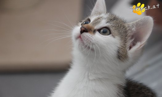 Katze Bibi (Foto by Tiereck.at - Lavanttaler Tierhilfe)