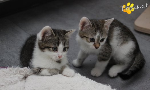 Katze Bibi (Foto by Tiereck.at - Lavanttaler Tierhilfe)