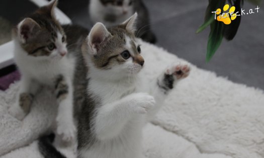 Katze Bibi (Foto by Tiereck.at - Lavanttaler Tierhilfe)