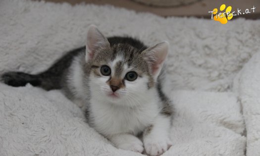 Katze Bibi (Foto by Tiereck.at - Lavanttaler Tierhilfe)