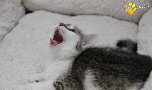 Katze Bibi (Foto by Tiereck.at - Lavanttaler Tierhilfe)