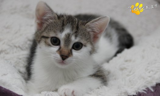 Katze Bibi (Foto by Tiereck.at - Lavanttaler Tierhilfe)
