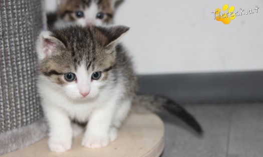 Katze Moritz (Foto by Tiereck.at - Lavanttaler Tierhilfe)