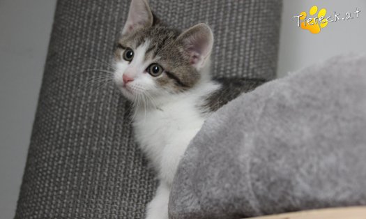 Katze Moritz (Foto by Tiereck.at - Lavanttaler Tierhilfe)