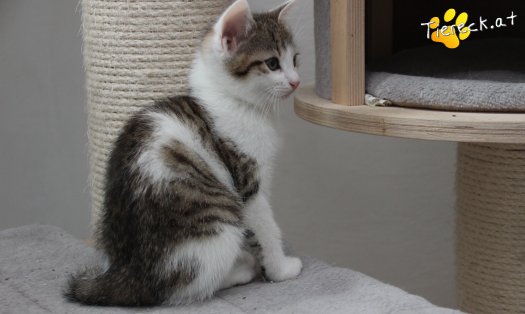 Katze Moritz (Foto by Tiereck.at - Lavanttaler Tierhilfe)