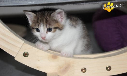 Katze Henry (Foto by Tiereck.at - Lavanttaler Tierhilfe)