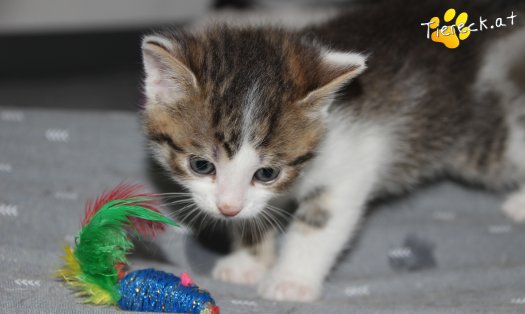 Katze Yuki (Foto by Tiereck.at - Lavanttaler Tierhilfe)