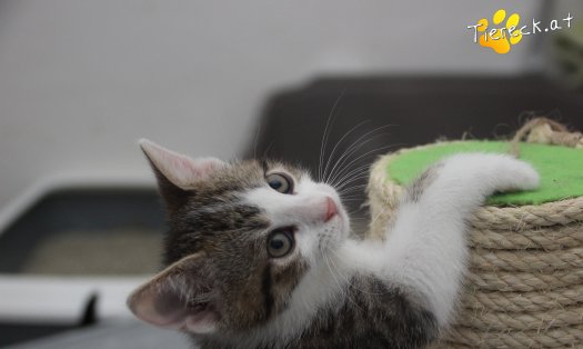Katze Yuki (Foto by Tiereck.at - Lavanttaler Tierhilfe)