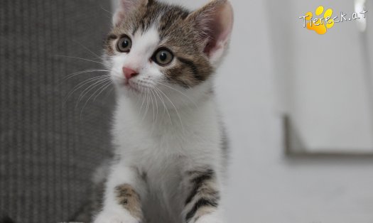 Katze Yuki (Foto by Tiereck.at - Lavanttaler Tierhilfe)
