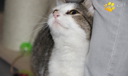 Katze Lani (Foto by Tiereck.at - Lavanttaler Tierhilfe)
