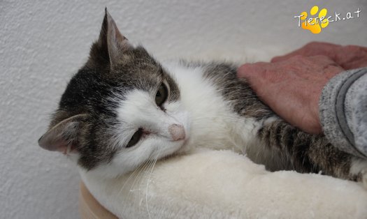 Katze Lani (Foto by Tiereck.at - Lavanttaler Tierhilfe)