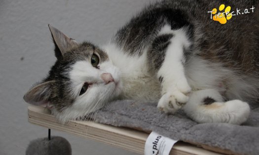 Katze Lani (Foto by Tiereck.at - Lavanttaler Tierhilfe)