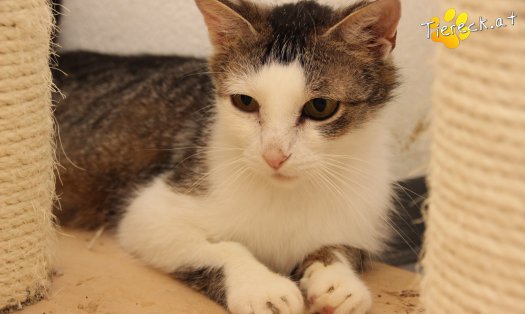 Katze Lani (Foto by Tiereck.at - Lavanttaler Tierhilfe)