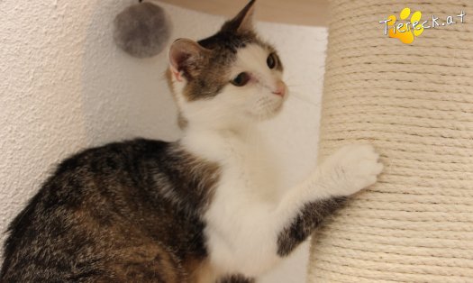 Katze Lani (Foto by Tiereck.at - Lavanttaler Tierhilfe)