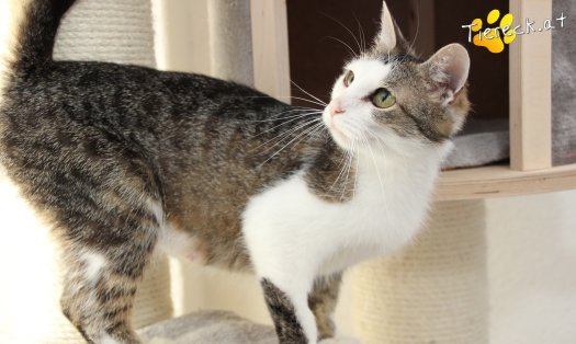 Katze Lani (Foto by Tiereck.at - Lavanttaler Tierhilfe)