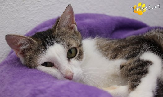Katze Lani (Foto by Tiereck.at - Lavanttaler Tierhilfe)