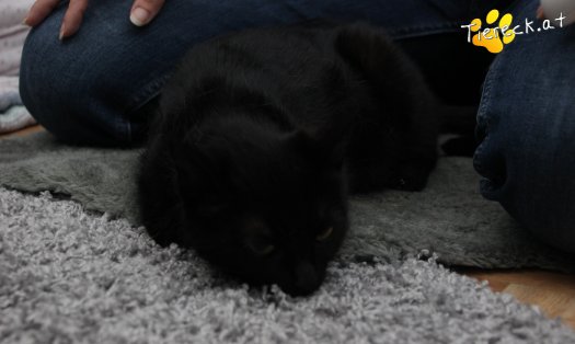 Katze Fini (Foto by Tiereck.at - Lavanttaler Tierhilfe)