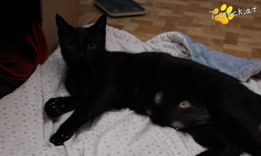 Katze Fini (Foto by Tiereck.at - Lavanttaler Tierhilfe)