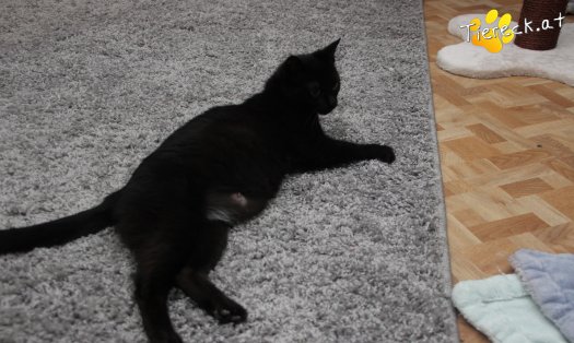 Katze Fini (Foto by Tiereck.at - Lavanttaler Tierhilfe)