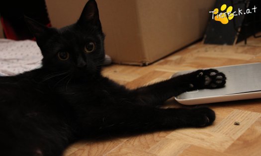 Katze Fini (Foto by Tiereck.at - Lavanttaler Tierhilfe)