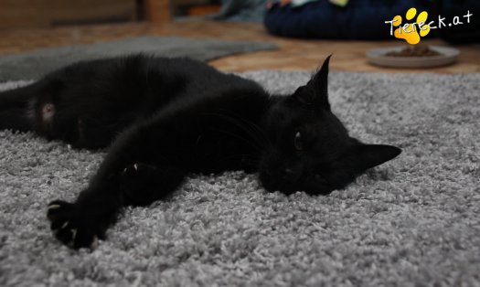 Katze Fini (Foto by Tiereck.at - Lavanttaler Tierhilfe)