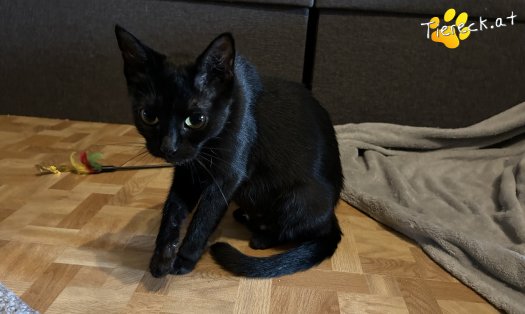 Katze Fini (Foto by Tiereck.at - Lavanttaler Tierhilfe)