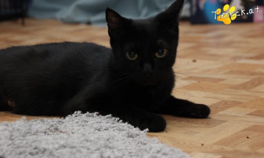 Katze Fini (Foto by Tiereck.at - Lavanttaler Tierhilfe)