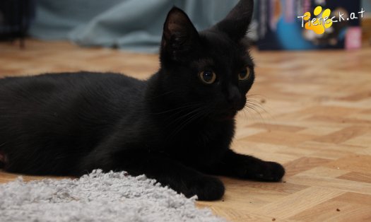 Katze Fini (Foto by Tiereck.at - Lavanttaler Tierhilfe)