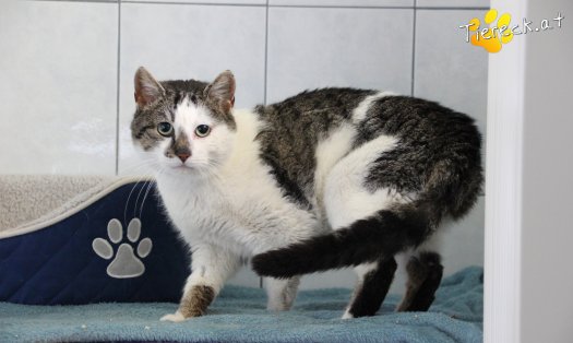 Katze Sammy (Foto by Tiereck.at - Lavanttaler Tierhilfe)