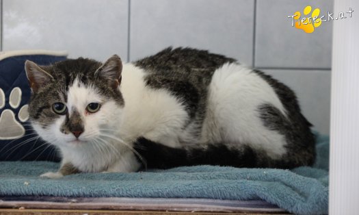Katze Sammy (Foto by Tiereck.at - Lavanttaler Tierhilfe)