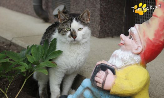 Katze Sammy (Foto by Tiereck.at - Lavanttaler Tierhilfe)