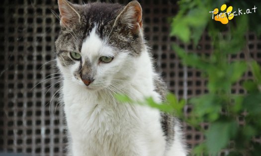 Katze Sammy (Foto by Tiereck.at - Lavanttaler Tierhilfe)
