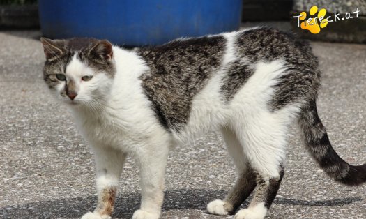 Katze Sammy (Foto by Tiereck.at - Lavanttaler Tierhilfe)