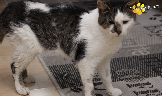 Katze Sammy (Foto by Tiereck.at - Lavanttaler Tierhilfe)