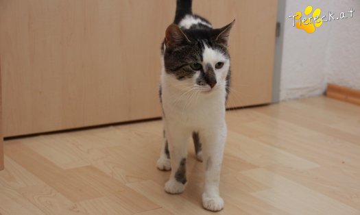 Katze Sammy (Foto by Tiereck.at - Lavanttaler Tierhilfe)