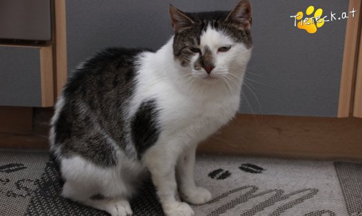 Katze Sammy (Foto by Tiereck.at - Lavanttaler Tierhilfe)
