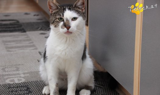 Katze Sammy (Foto by Tiereck.at - Lavanttaler Tierhilfe)
