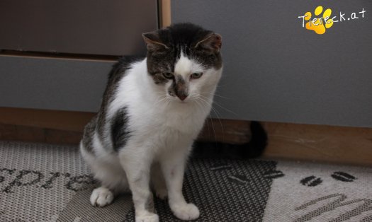 Katze Sammy (Foto by Tiereck.at - Lavanttaler Tierhilfe)